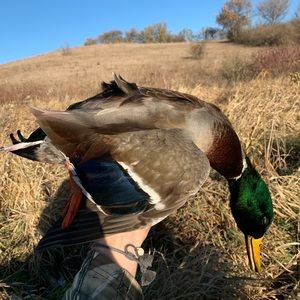 Meet your Posher, Lance